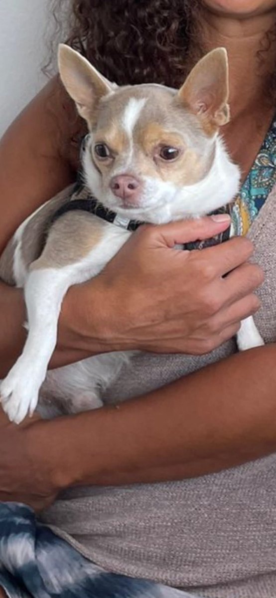 🏡 Little BENNY has been found safe!! 
Such a beautiful boy ❤ Thank you everyone #reunited