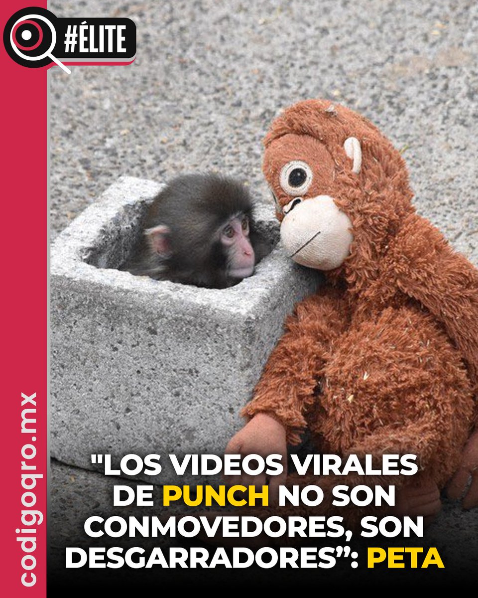 CodigoQro's tweet image. #Élite 🤔🐒💔 La organización animalista #PETA demandó el traslado -a un santuario- del macaco japonés #Punch, que se volvió viral por aferrarse a un orangután de peluche tras ser rechazado por su madre, afirmando que el animal sufre un trauma derivado del cautiverio y el
