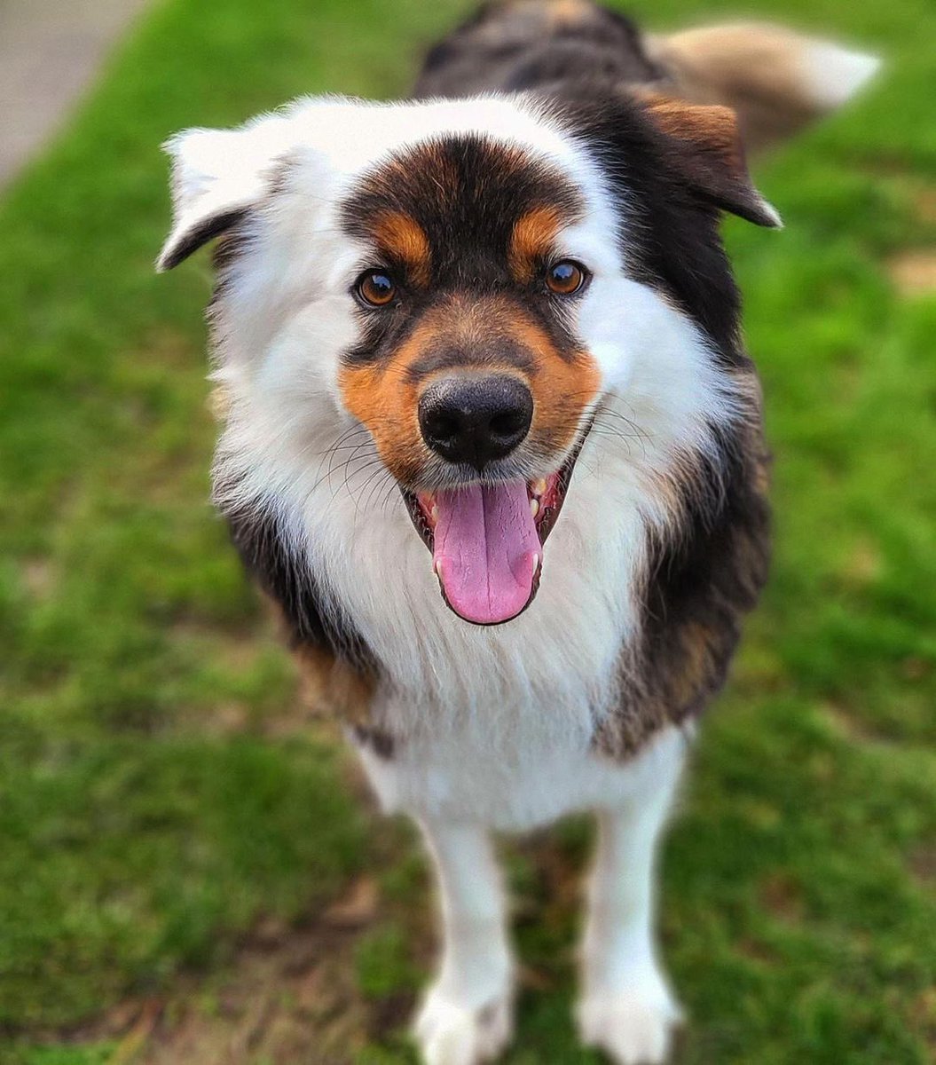 WeRateDogs tweet media