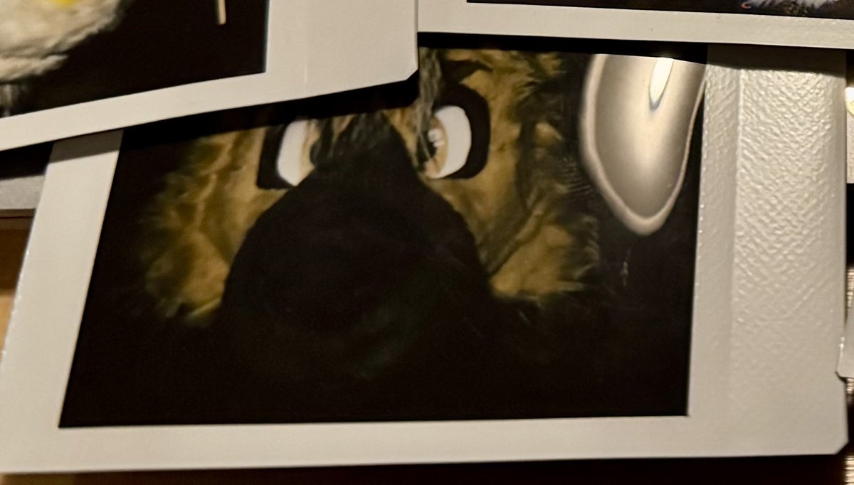 Nimble is a real cat tweet media