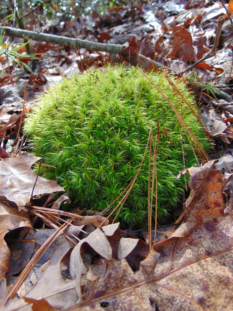 MEHPhotos's tweet photo. I recommend stopping and admiring the moss. https://t.co/aODG5u8t1a