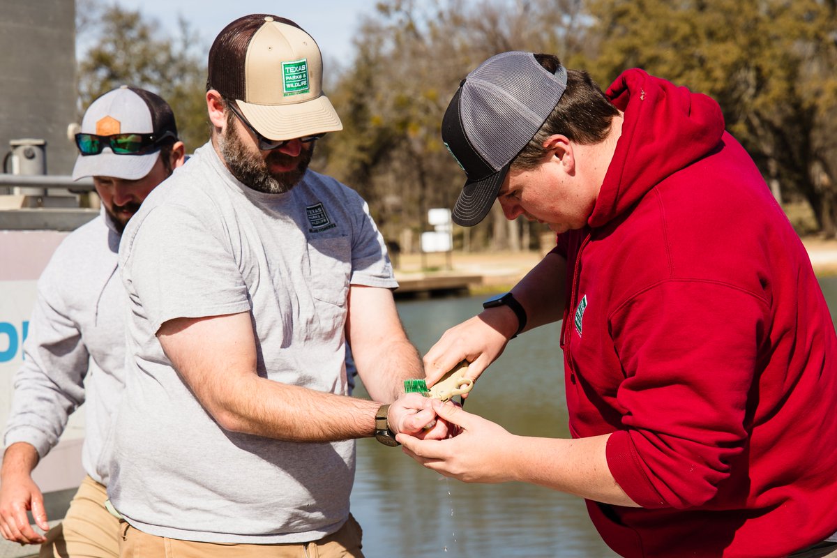 VisitEarlyTexas tweet media