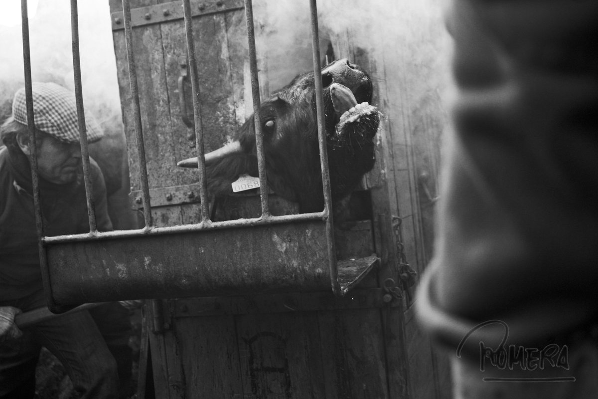 DOMINGUIN tweet media