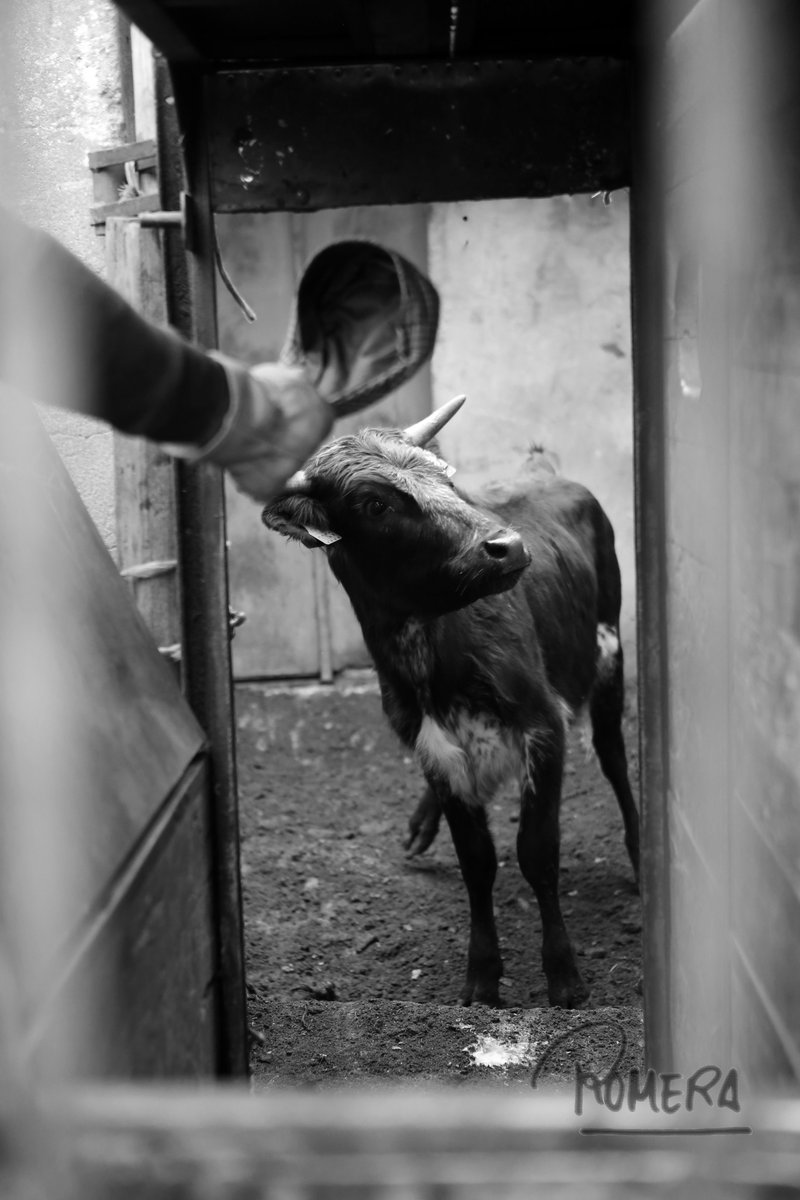 DOMINGUIN tweet media