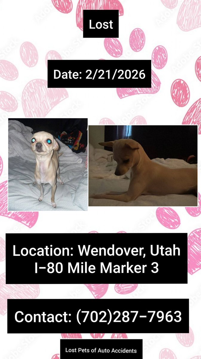 OP: "I was in a rollover accident and my dog Sadie ran away from the scene"
The accident happened February 21, 2026
#Wendover #Utah
On I-80 Mile Marker 3
Female
Chihuahua 
Blonde 
Please contact (702)287-7963 with any sightings or information
 buff.ly/Yh5nEMA
#UT #Lostdog