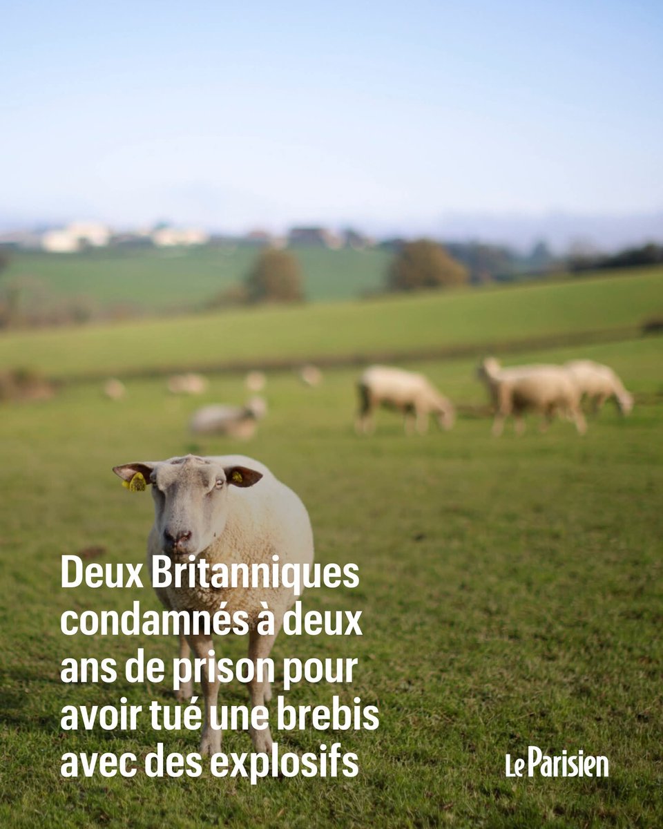 Leighton Ashby et Oakley Hollands, qui ont également porté des coups à l’animal, ont filmé l’ignoble scène de 30 minutes sur un téléphone portable.
➡️ l.leparisien.fr/4EQR