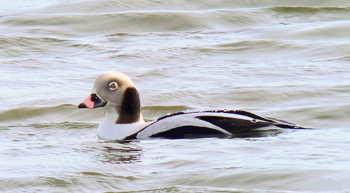 A mild Tuesday, a bit of a breeze &amp; warm afternoon sunshine for our 2nd go at the stunning drake Long-tailed Duck that's been in &amp; out of Arnold's Marsh today. Could have watched this sensational bird all day ~ adult drakes on the marsh are super rare!
#norfolkbirding
#cleybirds