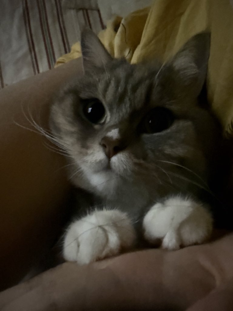 雀辛言子 tweet media