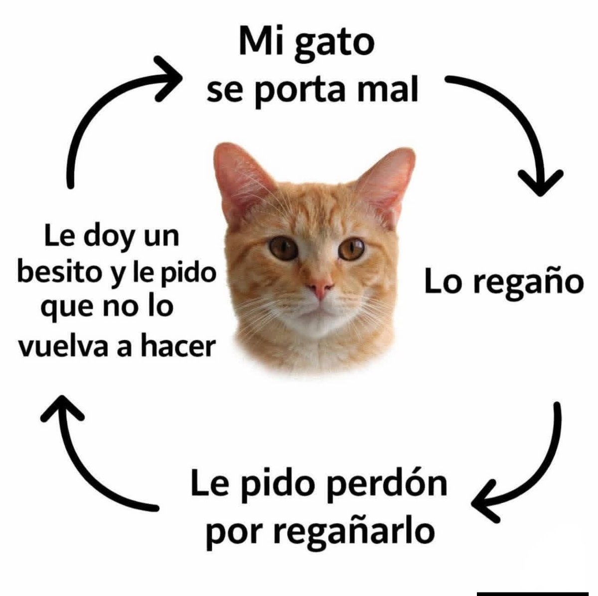 Dilo con gatitoz (@dilocongatitoz) on Twitter photo 