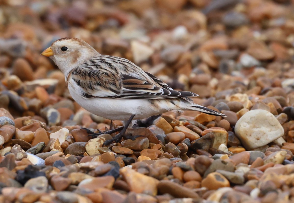 Matthew Deans tweet media