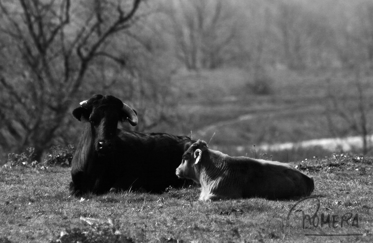 DOMINGUIN tweet media