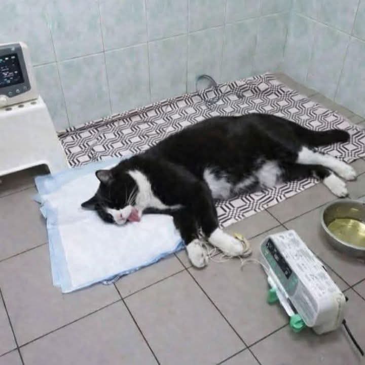 Arthur Collins tweet media