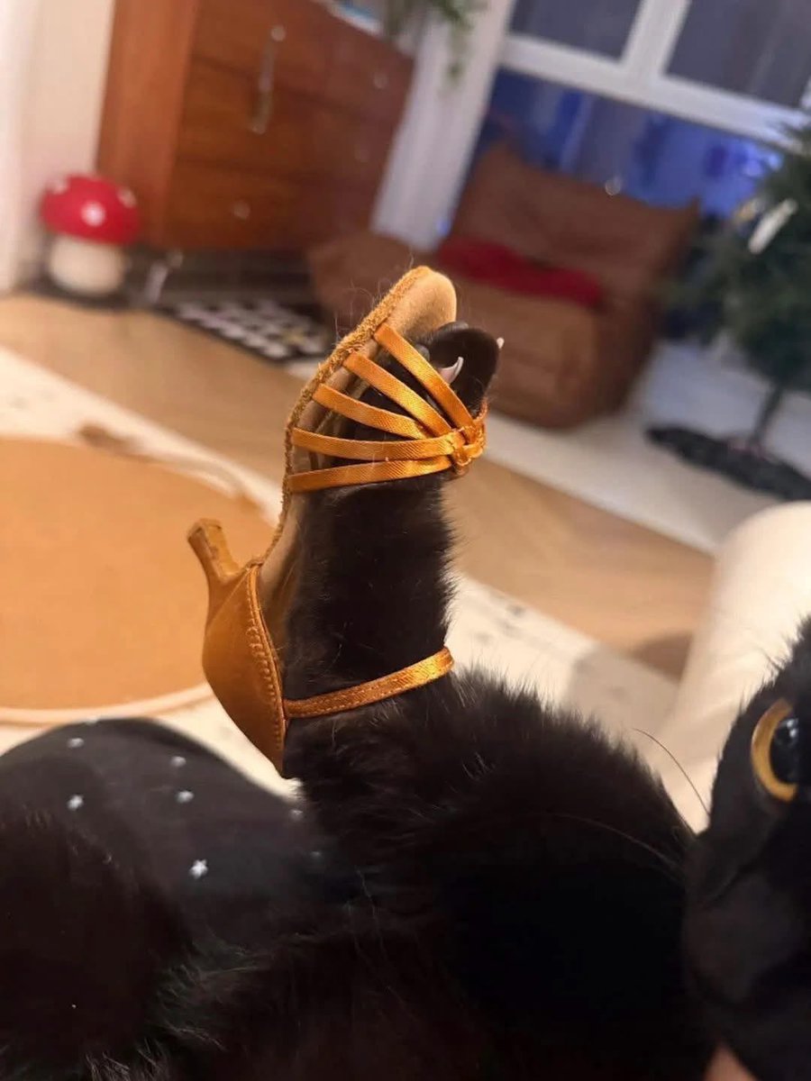 💖 (@twaniimals) on Twitter photo 