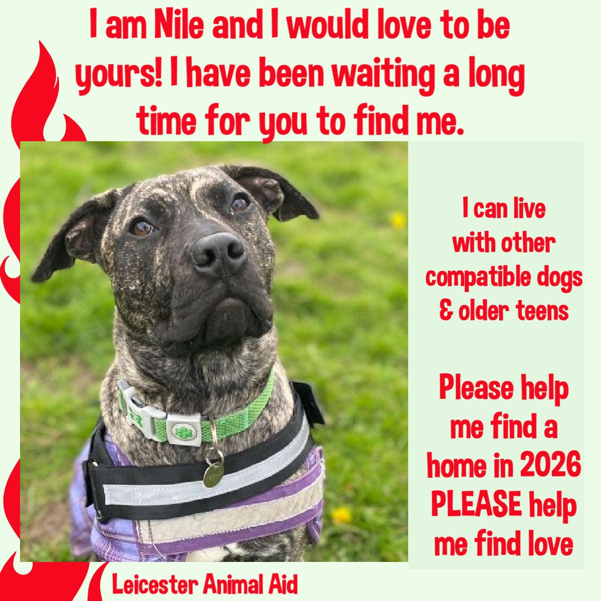 #rehomehour 🔥 OUR STAR OF THE WEEK IS NILE WHO WONDERS WHEN IT WILL BE HIS TURN TO BE CHOSEN. 🔥 Nile has waited so long &amp; would LOVE to be part of a loving, kind family. He can live with compatible canine companions &amp; older teens. Nile is a 3/4yo Cane Corso/Presa Canario cross,