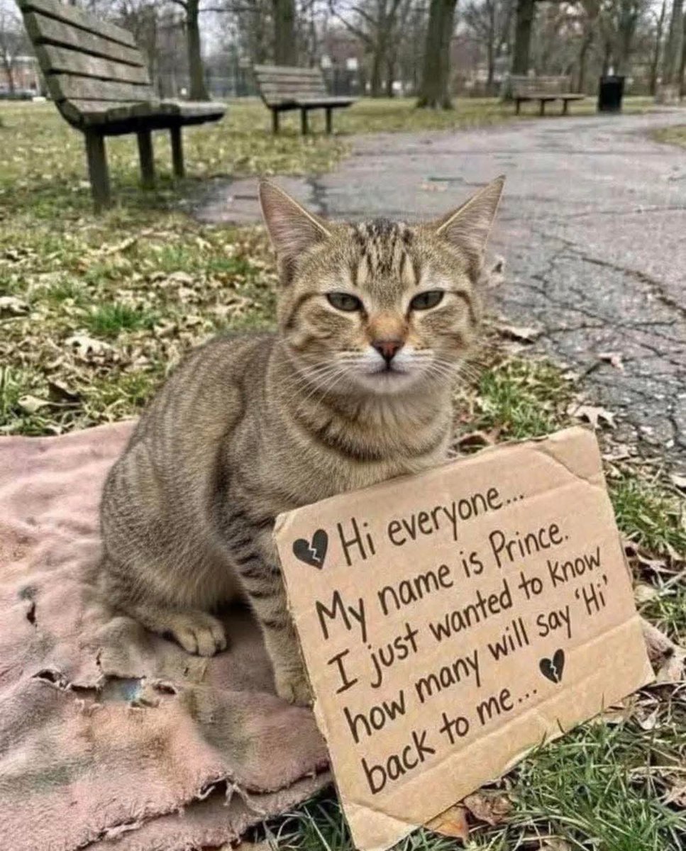 Sofia🇵🇰 tweet media