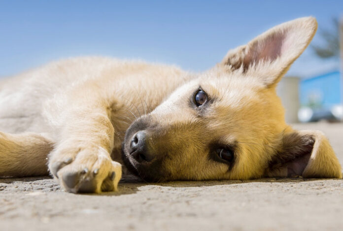 #24Feb #Caracas #SaludAnimal
Veterinarios alertan sobre un aumento de casos de moquillo y parvovirus en perros, con cepas agresivas que pueden causar síntomas severos y alta mortalidad si no se detectan y tratan a tiempo, y llaman a reforzar la vacunación y medidas de prevención.