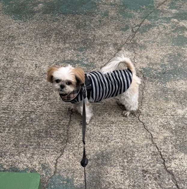 Ahoy!!
ずっとまえからちちのこどものしーたです🐶

昨日のしーちゃん、早く散歩行くよってアピールの顔www

今日ははひさびさのまとまった雨になりそうな感じ☔️

#シーズー
#犬のいる暮らし
#ふわもこ部
#愛犬
#いぬのきもち