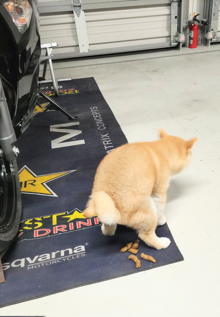 ぎょえ〰️〰️〰️〰️〰️😱💦 何でそこ⁉️⁉️⁉️😭 Ninjaの左右www