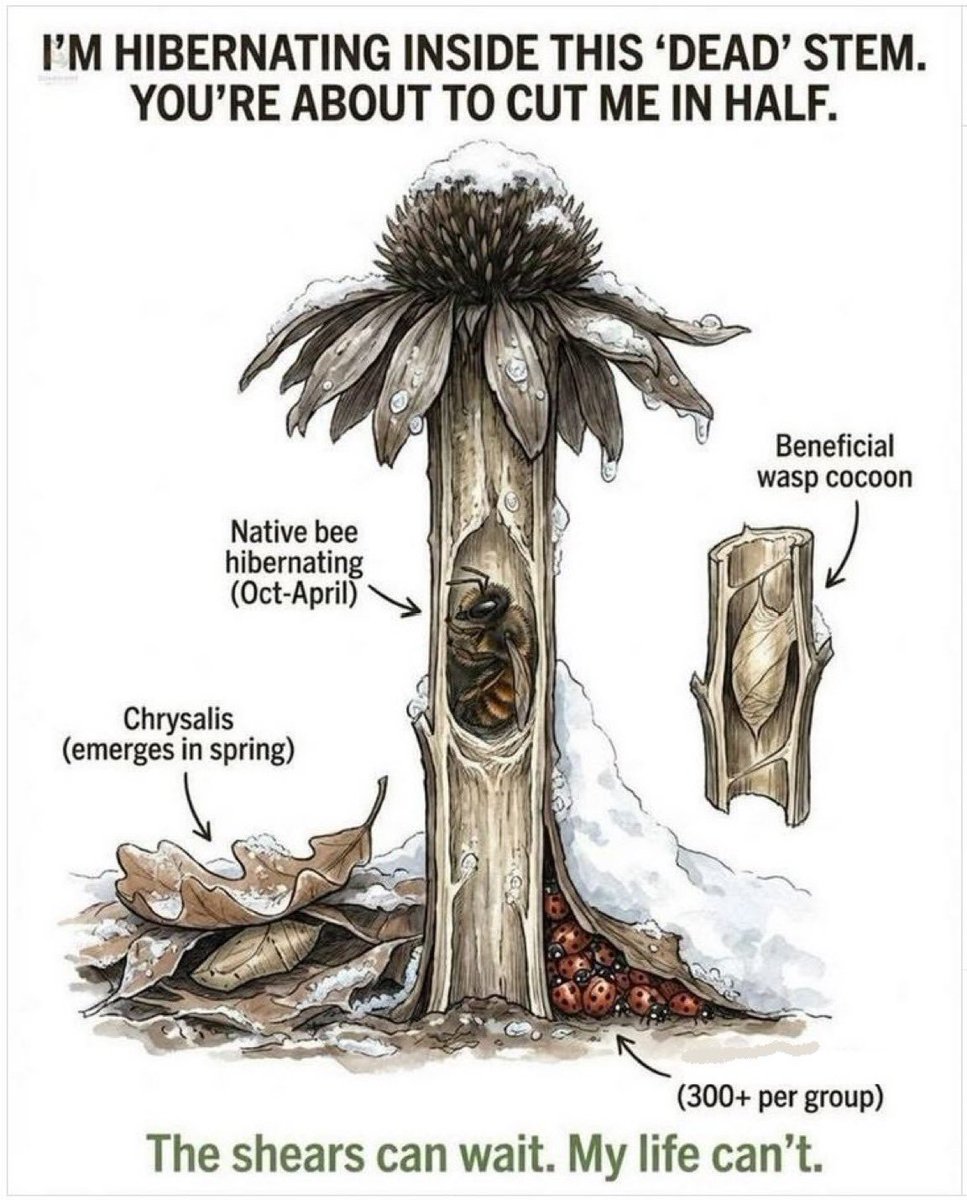 Hedgehog Cabin tweet media