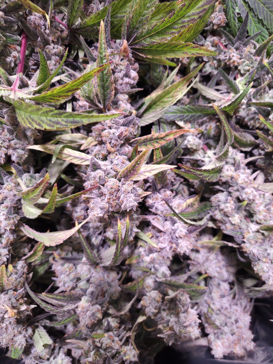 Kyp Rowe tweet media