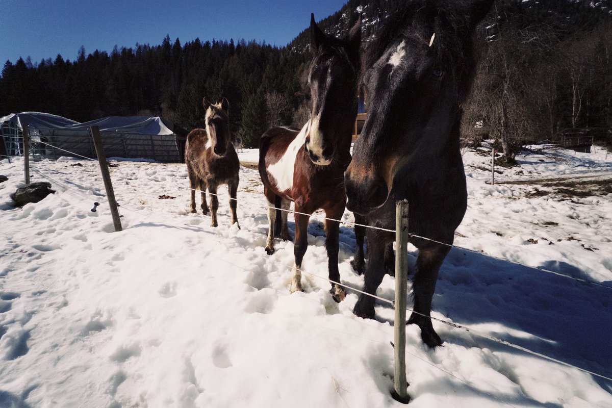 青蛙王子 tweet media