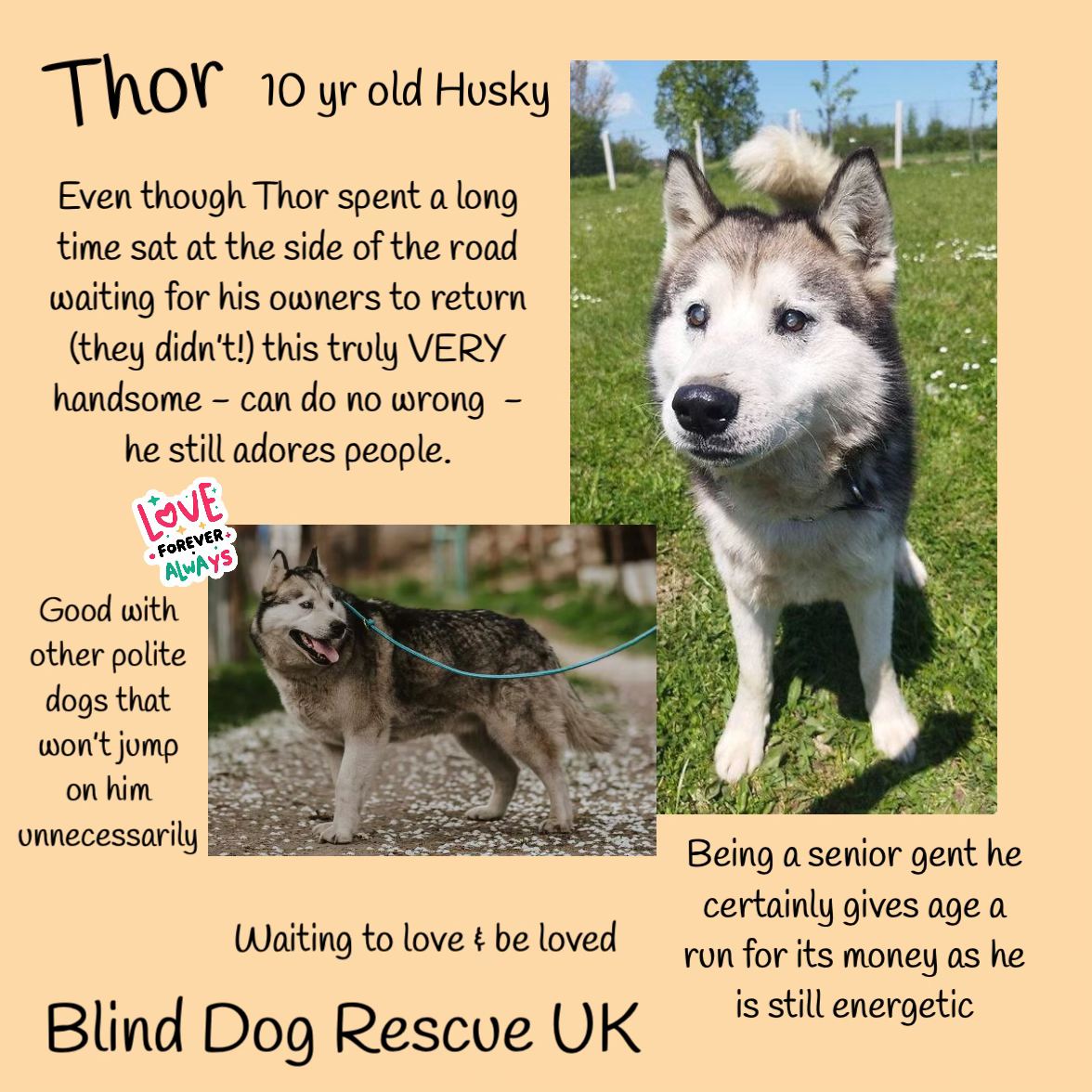 #rehomehour Sadly, THOR was abandoned, probably when he lost his sight. It is not known how long he sat patiently at the side of the road where he was left, waiting for his owner to return. 😭 Born around 2014, &amp; in a private shelter in Bosnia, whoever adopts this gorgeous gent