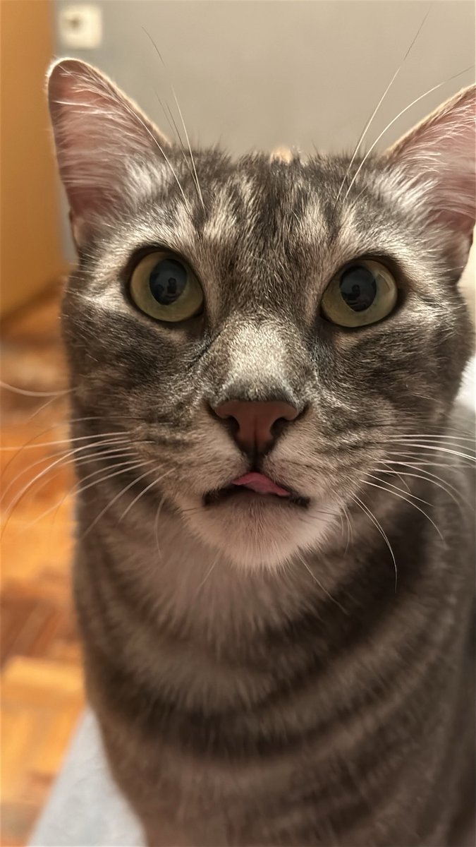 otavioabdoo's tweet photo. Meu neném, Tico ❤️ https://t.co/pgOy75h1Pi
