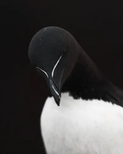 baobaokim's tweet photo. I want to see this look on Tesla. $TSLA #Razorbill https://t.co/rmcQIJwI5v