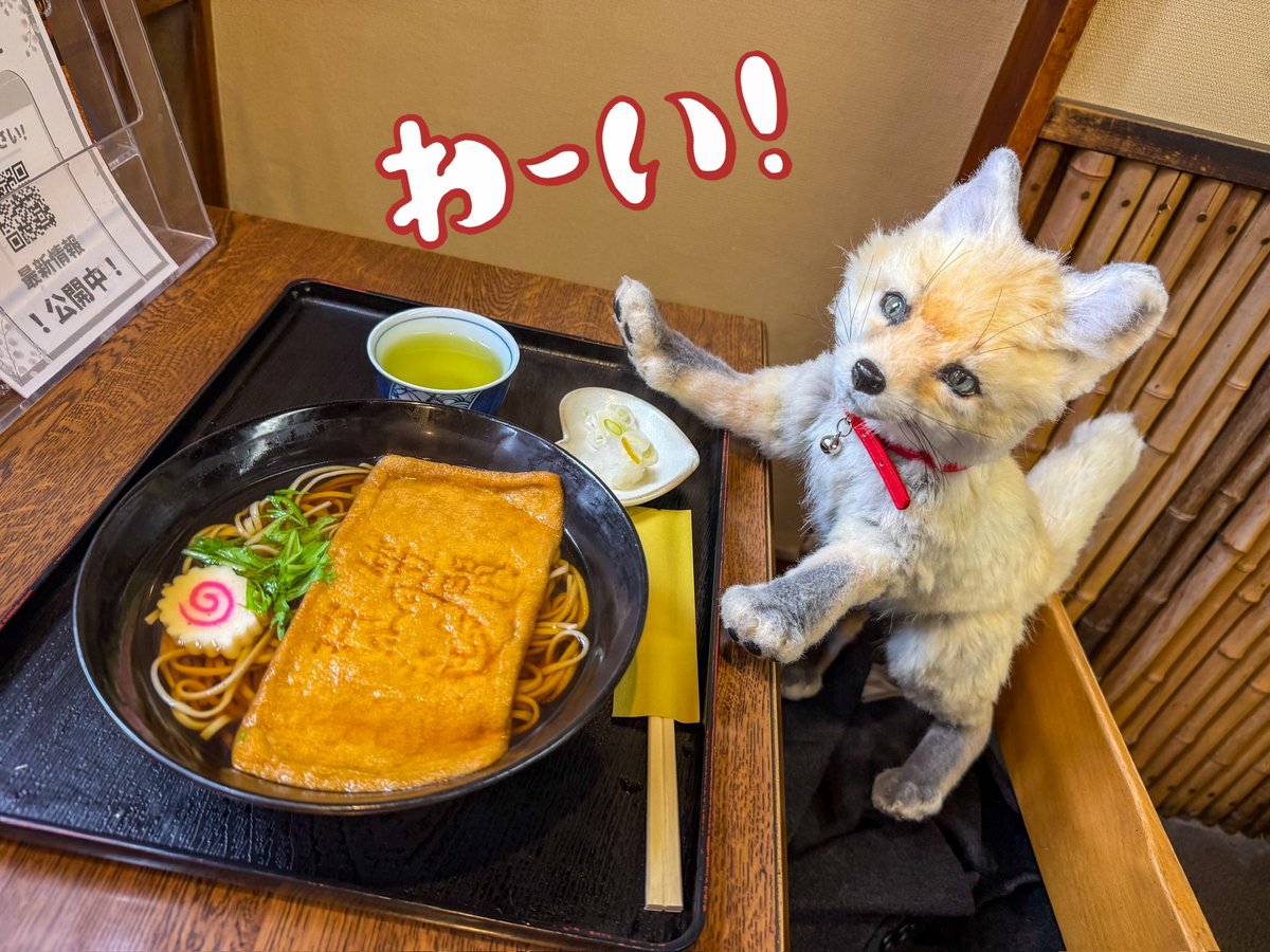 キツネちゃんはきつねそばを食べます🦊🍜 （📷笠間きつねの祭典での