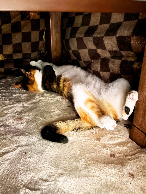 ね～こはコタツでฅ^•ω•^ฅ

ま～るく～なฅ^•ω•^ฅ

...らないっｼｬｰ ฅ(`ꈊ´ฅ)⚡️

なんともアクロバティックな
体勢で暖をとるネコさんが
くつろいでいたので📸✨

あたたまると出てきて
部屋の床など冷たいところに陣取ります🤣

こたつをサウナのように
使っているネコさんです😽