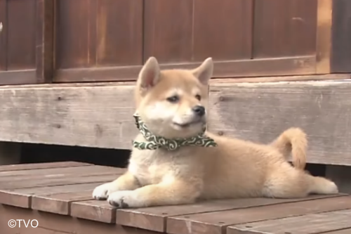 mamesuke_tvo's tweet photo. ほーん♪
10代目豆助
https://t.co/m4oRkqeG6H
＃豆助
＃柴犬 https://t.co/1SCIlKGfhd