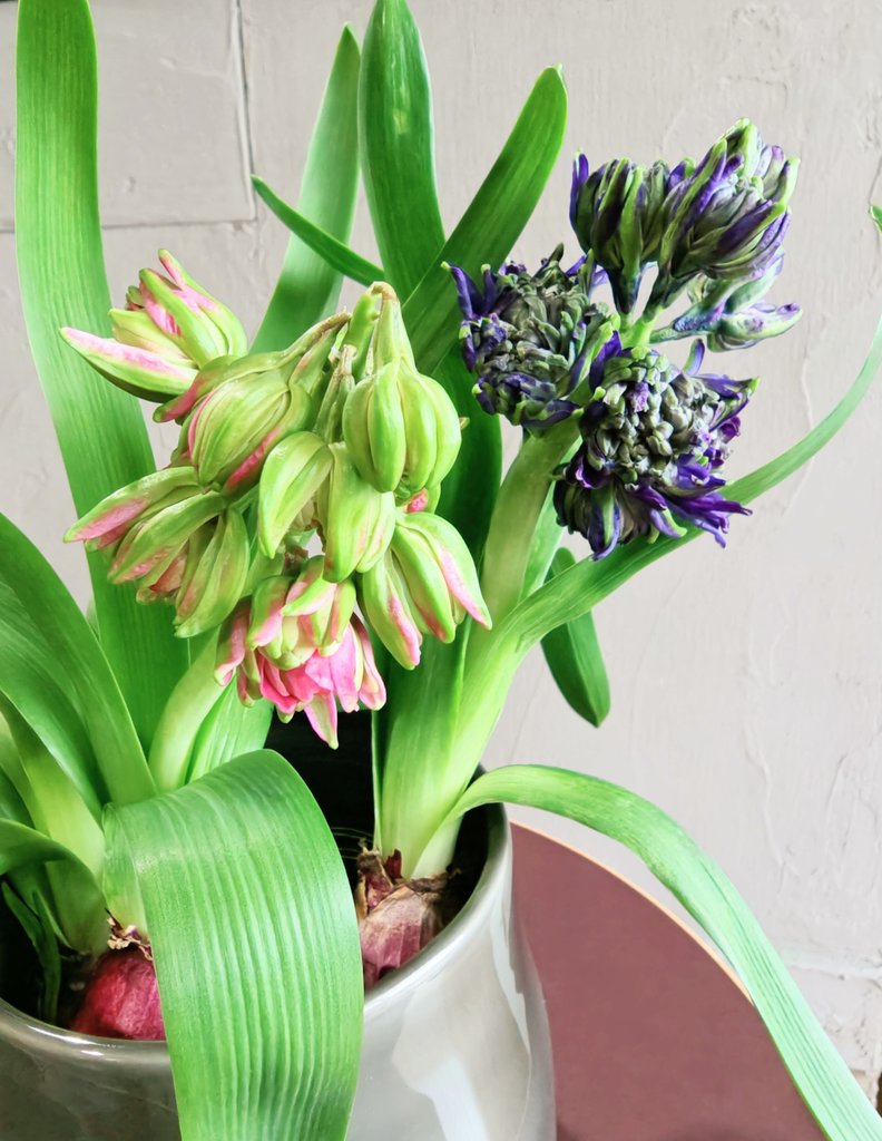 mayu。 (@xx_mayu_xx) / Posts / X