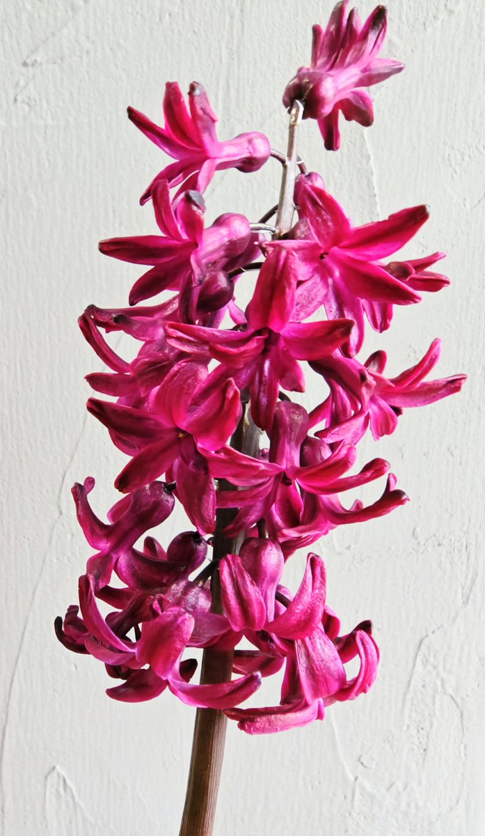 mayu。 (@xx_mayu_xx) / Posts / X