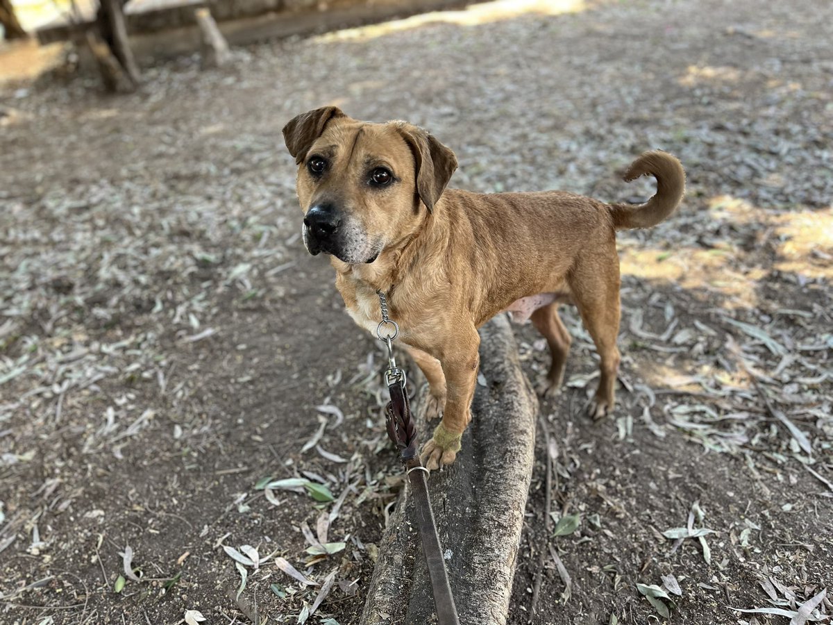 Anímense a adoptarlo.🩷🐾