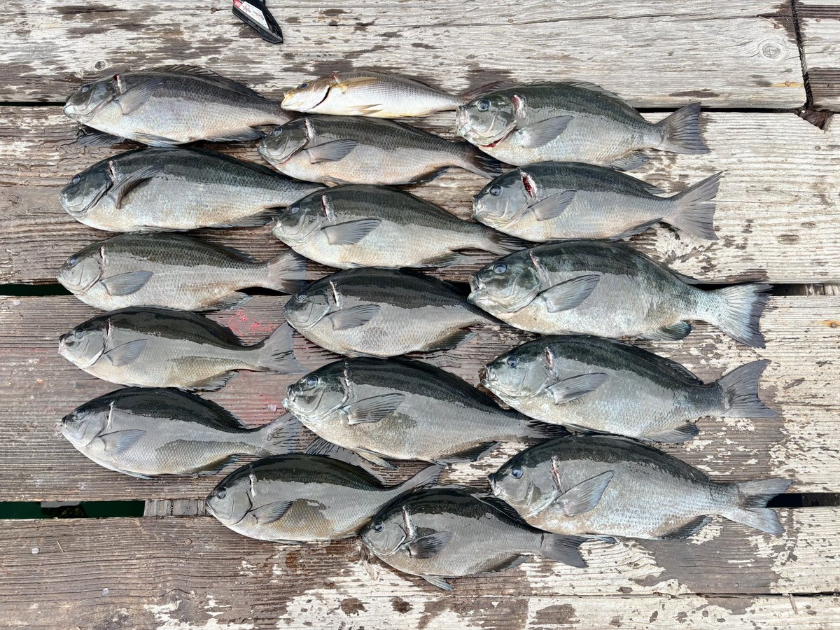 Life6Fishing's tweet photo. 昨日(2/24)は久しぶりにベタ凪予報で日振島に。
1船8人で貸し切り。ベタ凪、小潮で流れもなく、池みたいな海でしたが2ヒロ弱でかなり活性のいい当たりが続きました♪釣れてくるのも良型が多く、50UPも混じって最高の時間となりました。グレは18枚(40UPは12枚)でした。
#グレ
#日振
#50UP
#フカセ釣り https://t.co/SfE31IyVpi