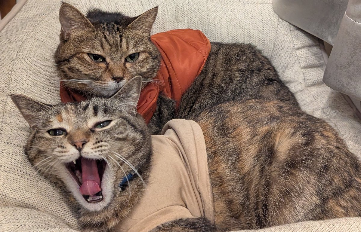 PEKO (@ab_peko) / Posts / X