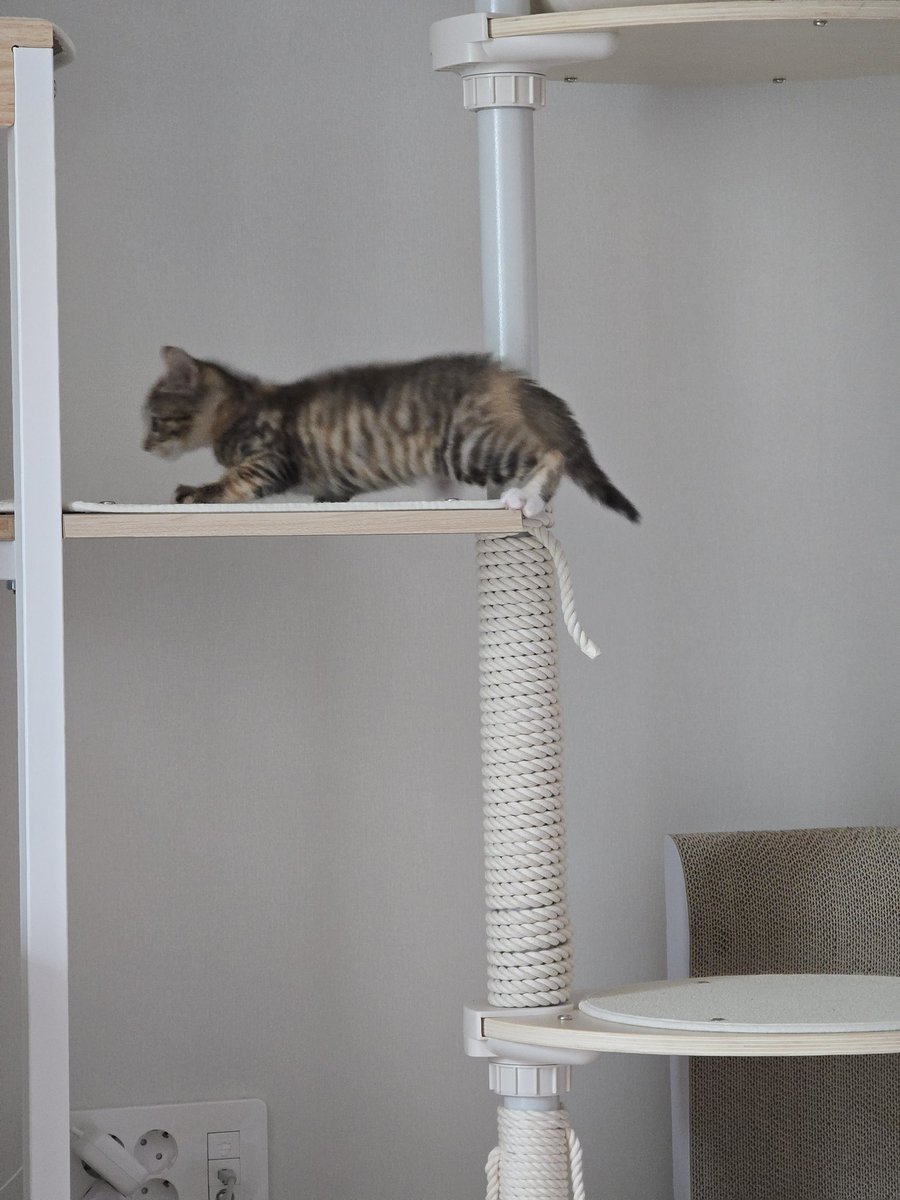 아기라 점프를 못해서 기어 올라감.. 
나보다 코어 좋다