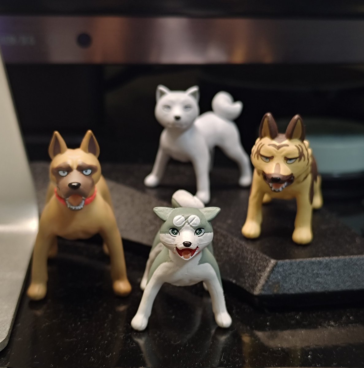 仲間増えた
#銀 #赤目 #ベン #ジョン 
#銀牙