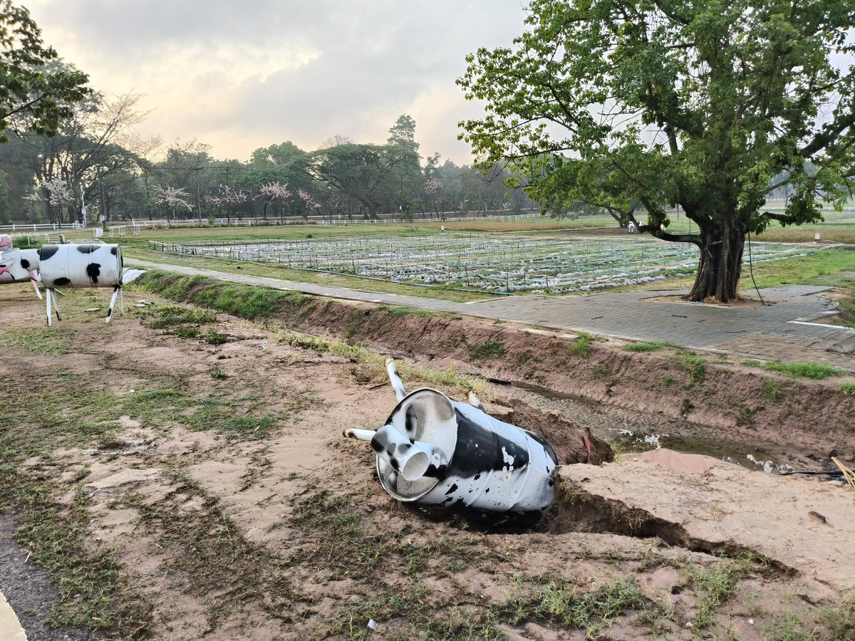 ด่วน!!!... ช่วยด้วยวัวล้มหลังจากฝนตกหนักคืนที่ผ่านมา ช่วยน๊อนด้วยยย!!!
#ขอนแก่น #มข