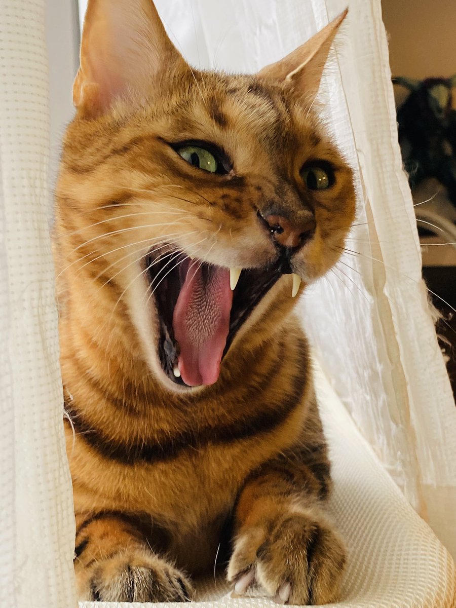 チェリ@バケタンブログ (@cherri_cherri) / Posts / X