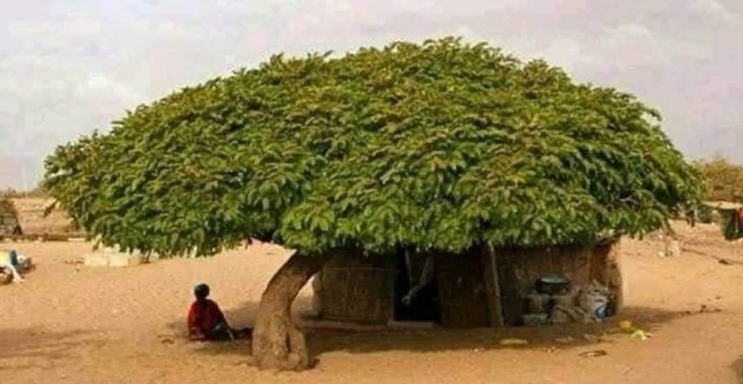 DineshD7737's tweet image. पेड़ - पौधों और प्रकृति का संरक्षण करें
प्रकृति आपके जीवन का संरक्षण करेगी 
#SaveTrees 🌴🏕🏔🏡🌳