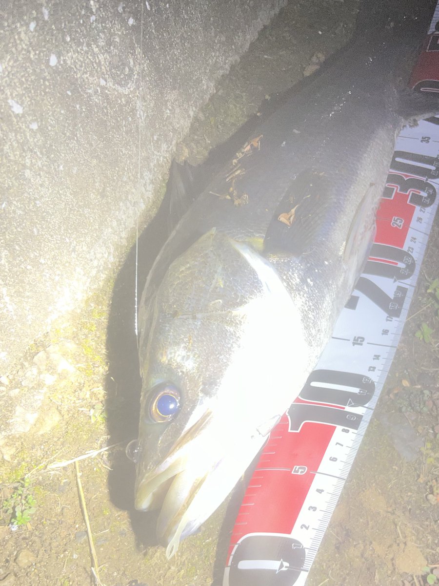 nowiiifish's tweet photo. あまり釣れていなかったけど、ワームでひさシーバス🐟 https://t.co/j1J2CaWJBU