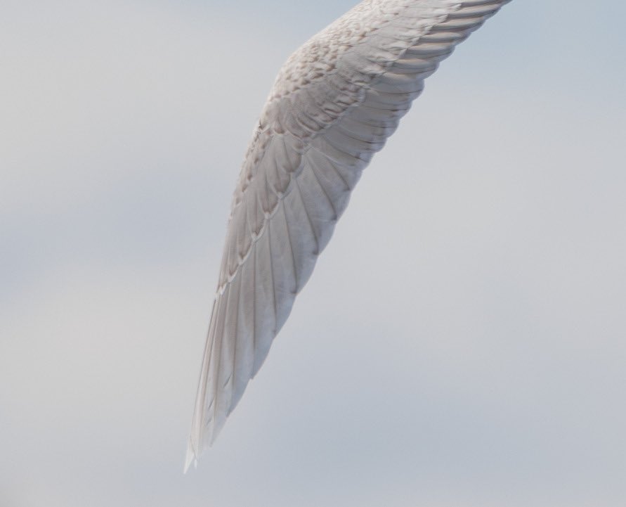 breaking tweet media