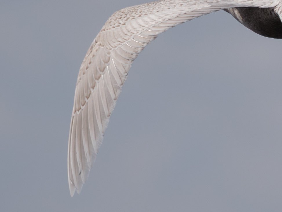 breaking tweet media