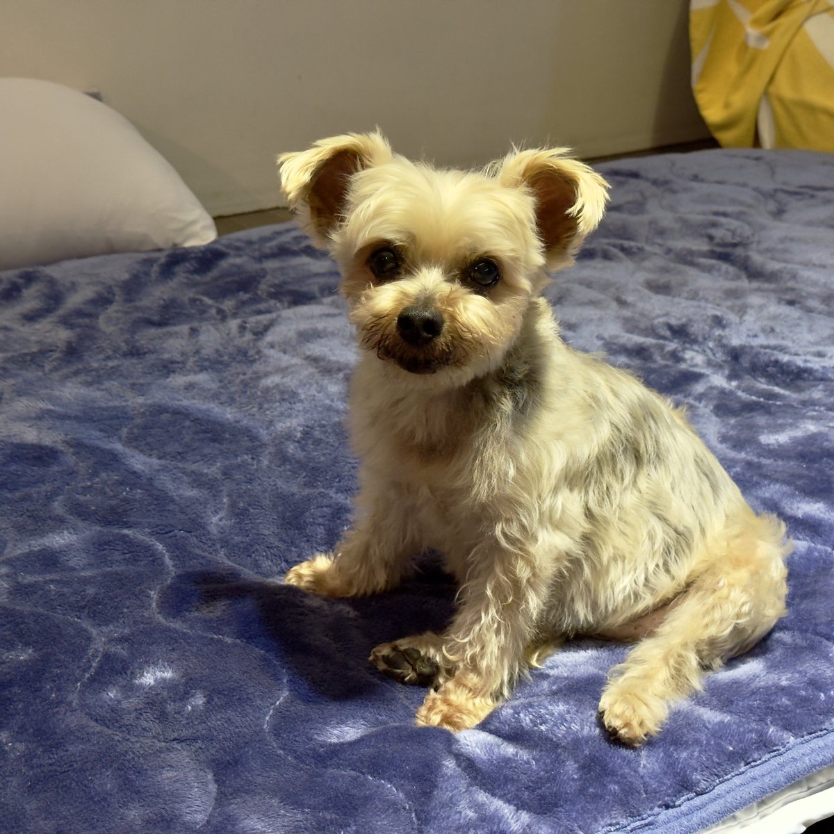 #Nat_chan
#最大級小型犬 
#yorkie
#yorkshireterrier 
#ヨークシャーテリア 
#ヨーキー
#垂れ耳ヨーキー
#요크셔테리어