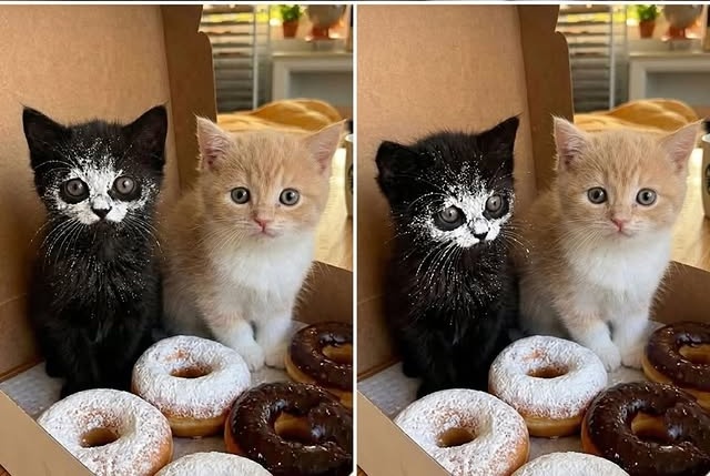 🥯 #Shadamy #ShadowTheHedgehog #amyrose