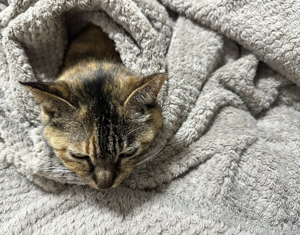 Yuko (@max_serendipity) on Twitter photo 