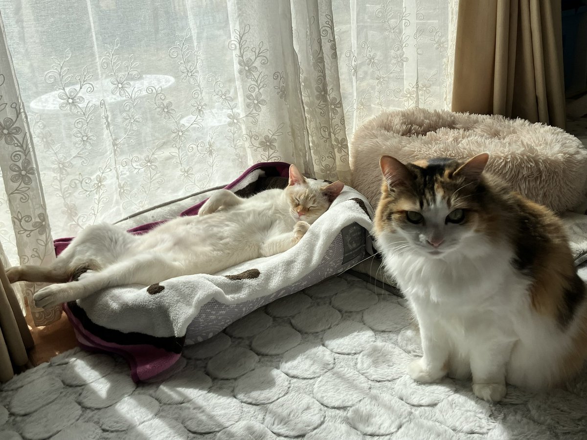 ポコちゃん王者のヘソ天 と
「ｱﾀﾁのベッドが………」
な顔のアリス😅🐱🐱