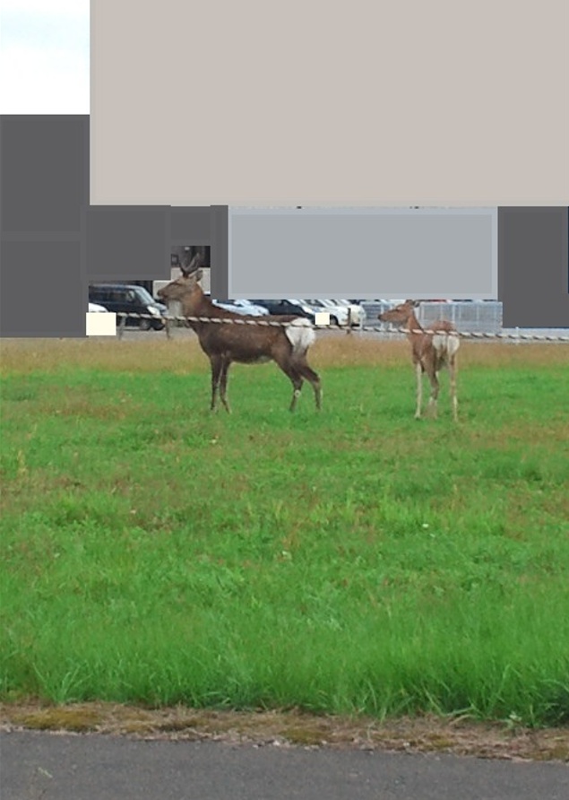 エゾ鹿はデカい。
馬かと思うくらいデカい。
普通にそこら辺にいる。