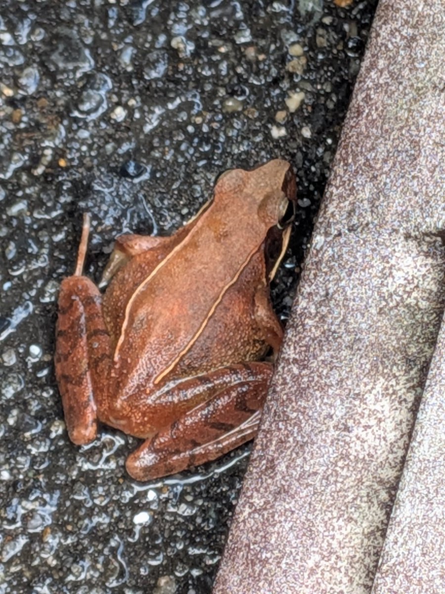 🍀Sweet Nature🌸自然のままに (@shizennomamani) / Posts / X